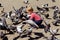 Baby boy or small kid feeding pigeons at town square.