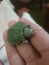 Baby Brazilian Turtle