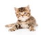 Baby british tabby kitten lying in front. isolated