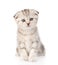 Baby british tabby kitten sitting in front. isolated