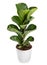 Baby broad leafed potted Ficus plant