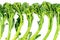 Baby broccoli background texture