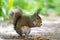 Baby brown furry squirrel holding walnut