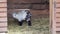 A baby brown goat standing on straw bedding