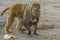 Baby Brown Monkey Clinging to Mom& x27;s Body