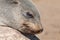 Baby brown seal in Cape Cross, Namibia