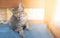 The baby brown tabby kitten sleeping on their bed in the Catâ€™s house