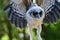 Baby brown wood owl strix leptogrammica