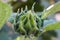 Baby Budding Sunflower closeup