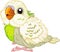 Baby Budgerigar