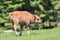 Baby buffalo