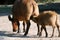 Baby buffalo drinking milk