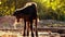 Baby buffalo feeding in small Indian village farm,buffalo and cow calf in farm eating dry Grass,