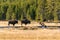 Baby Buffalo leaps from the river to his or her waiting parents on the rivers edge Yellowstone park