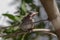 A baby Bulbul tree shade sunlight