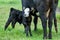 Baby bull or calf standing next to mother cow