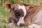 Baby bull on a mountain pasture resting