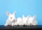 Baby bunnies on computer keyboard