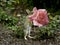 Baby Bunny Eating A Pink Rose