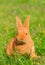 Baby bunny sitting in spring grass