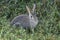 Baby Bunny in tall grass