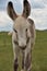 Baby Burro Foal Looking Cute as Can Be