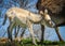 Baby Burro Searching for Milk