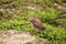 Baby Burrowing owl Athene cunicularia perched outside its burrow