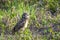 Baby Burrowing Owls portrait , South West Florida Wildlife, Cape Coral, Royalty free image