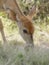 Baby Bush buck grazing