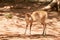 A baby Bushbuck (Tragelaphus scriptus) in trees shadows, taken in South Africa