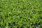 Baby cabbage green fields in Spain