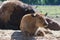 Baby calf of European bison and its mama bison are basking in the midday sun on the sand in the nursery. Focus on the calf