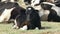 Baby calf resting in the danube delta