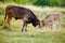 Baby calves playing in the field