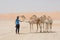 Baby camel approaches a photographer.