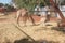 Baby camel eating hay