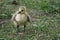 Baby Canada Goose