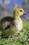 Baby Canada Goose