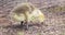 Baby Canada Goose, Branta canadensis, or gosling searching for food on the ground