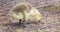 Baby Canada Goose, Branta canadensis, or gosling searching for food on the ground