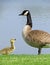 Baby Canada Goose Facing Adult Canada Goose