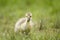Baby Canada Goose gosling chick on grass