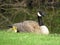 Baby Canada Goose Gosling and Mother Canada Goose