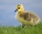 Baby canada gosling