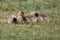 Baby Canadian Geese Chicks