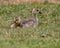 Baby Canadian Geese Chicks