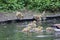 Baby Canadian geese chicks.