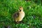 Baby canadian goose closeup shot