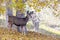 Baby Canadian Mule Deer in the Woods